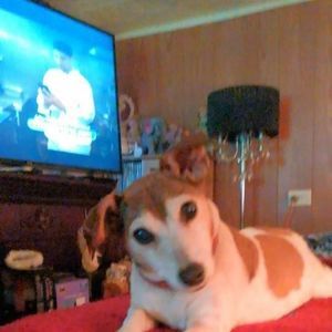 Meet your Posher, Natasha